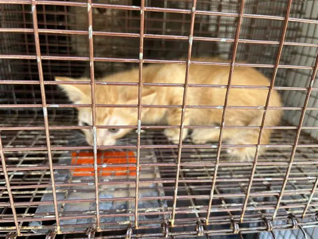 Unknown - Domestic Short Hair