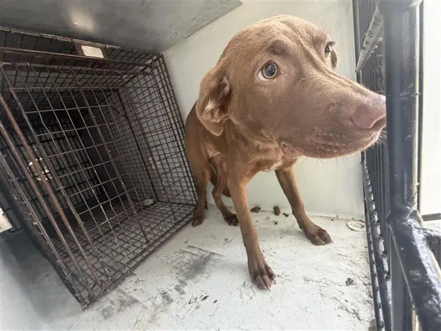 Unknown - Labrador Retriever