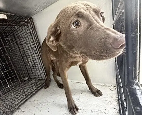 Unknown - Labrador Retriever