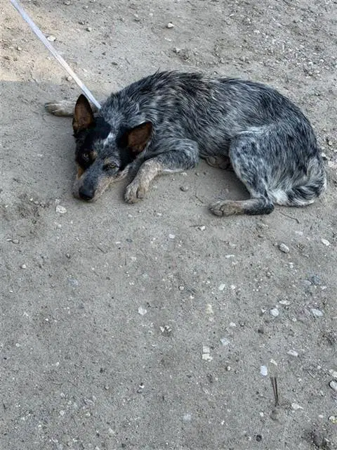 Unknown - Catahoula Leopard Dog