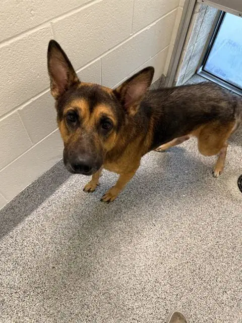 Goose - Belgian Shepherd Malinois