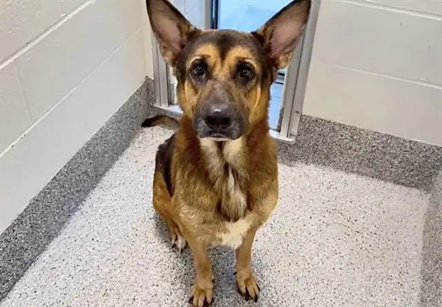 Goose - Belgian Shepherd Malinois