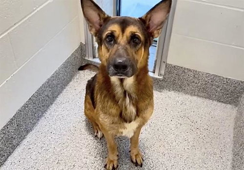 GOOSE, a dog for adoption from Harris County Pets