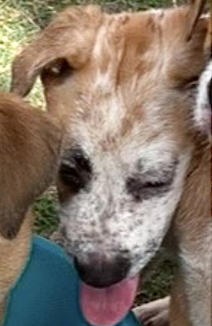 A661509, a dog for adoption from Harris County Pets