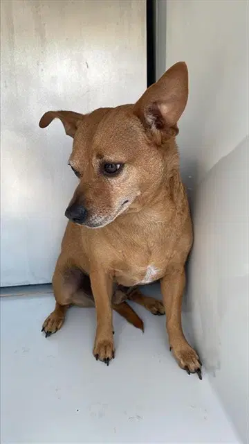 Unknown - Chihuahua