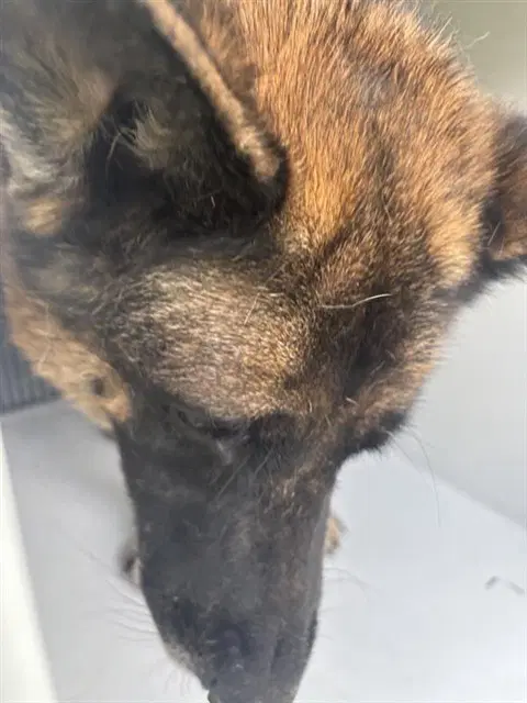 Unknown - German Shepherd Dog