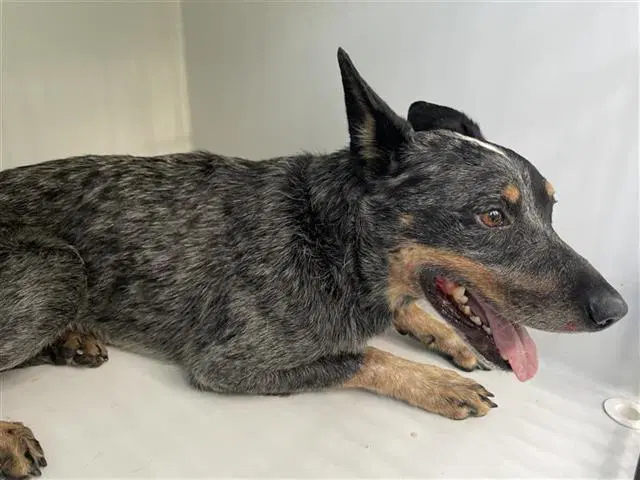Unknown - Australian Cattle Dog/Blue Heeler