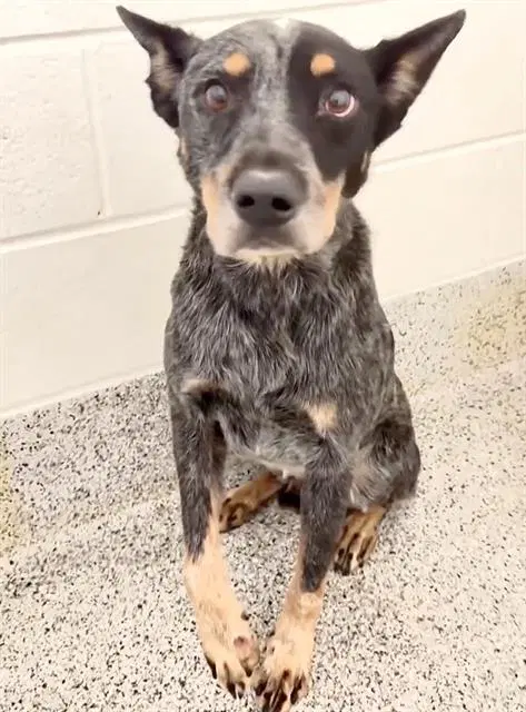 Unknown - Australian Cattle Dog/Blue Heeler