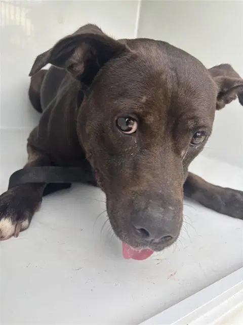 Unknown - Pit Bull Terrier