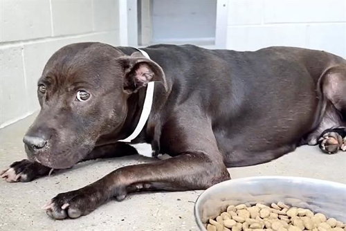 RUBY, a dog for adoption from Harris County Pets