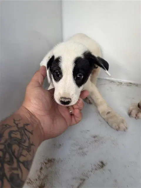 Unknown - Labrador Retriever