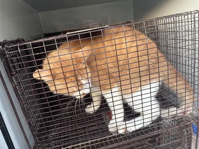 Unknown - Domestic Short Hair