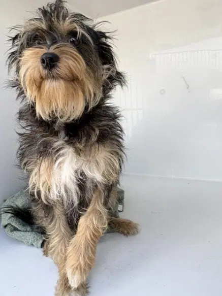 Unknown - Yorkshire Terrier Yorkie