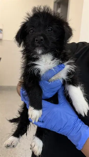 Penny - Rat Terrier