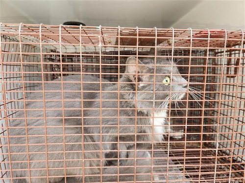 BLEETHER, a cat for adoption from Harris County Pets
