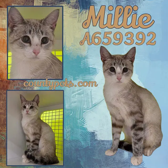 Millie - Domestic Short Hair