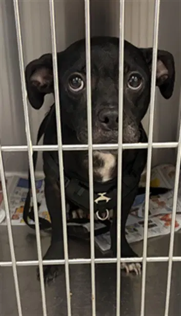Unknown - Pit Bull Terrier