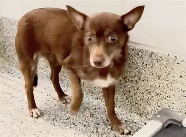 Brownie - Chihuahua