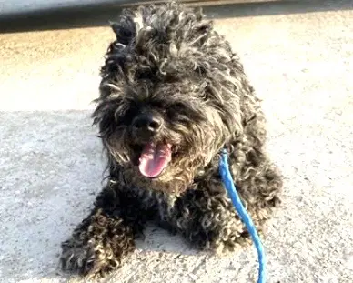 Bear - Poodle (Miniature)