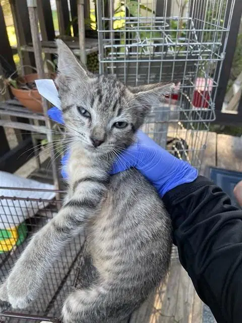 Unknown - Domestic Short Hair