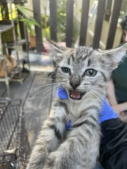 Unknown - Domestic Short Hair