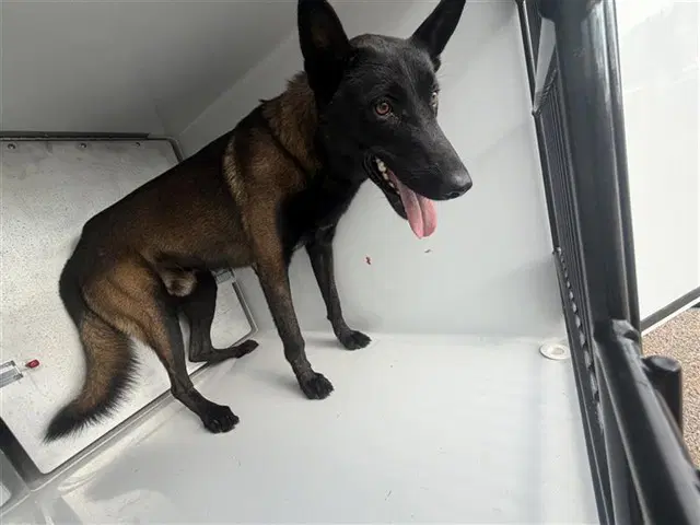 Unknown - Belgian Shepherd Malinois