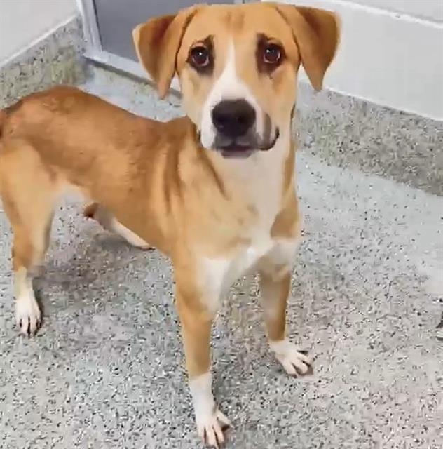 MILO