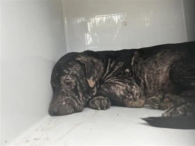Unknown - Pit Bull Terrier