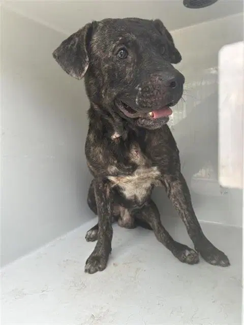 Unknown - Pit Bull Terrier