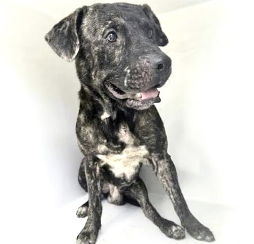 A661564, a dog for adoption from Harris County Pets