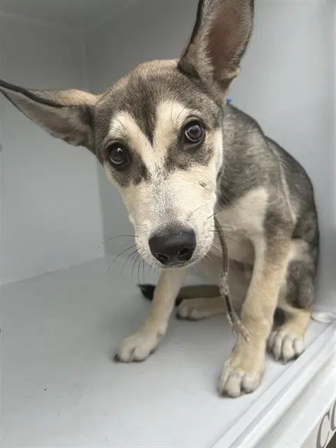 Unknown - Husky