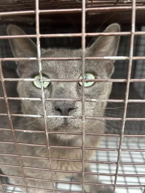 Unknown - Domestic Short Hair