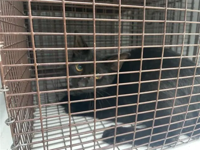 Unknown - Domestic Short Hair