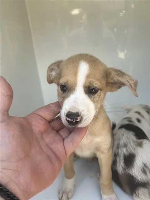 Unknown - Labrador Retriever