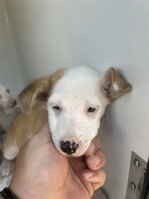 Unknown - Labrador Retriever
