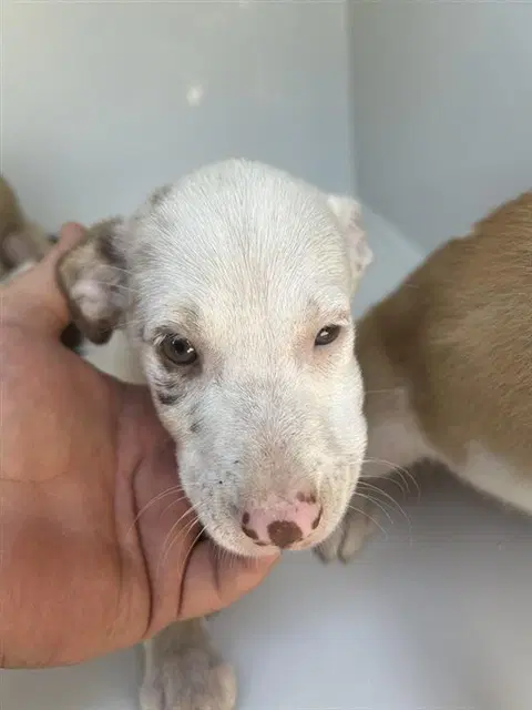 Unknown - Labrador Retriever