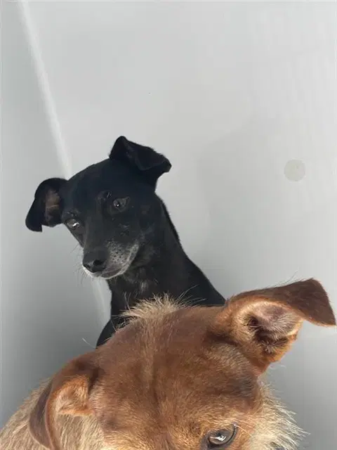 Unknown - Chihuahua