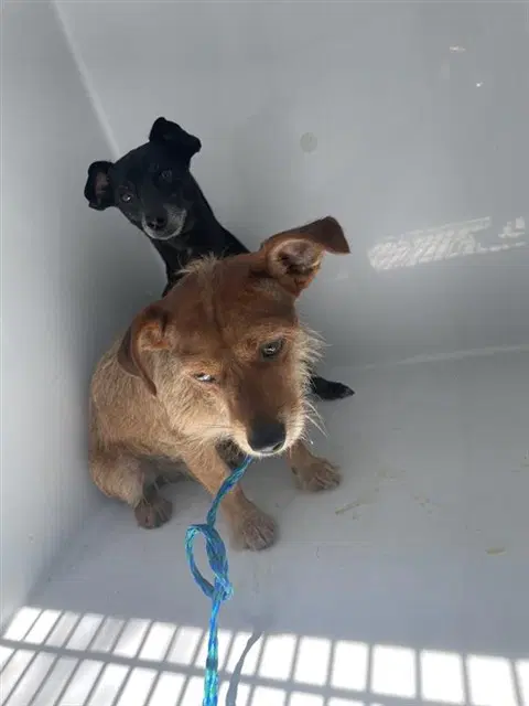 Unknown - Dachshund