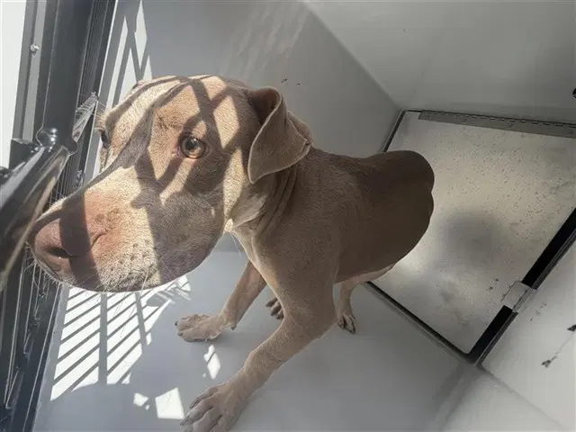 Unknown - Pit Bull Terrier