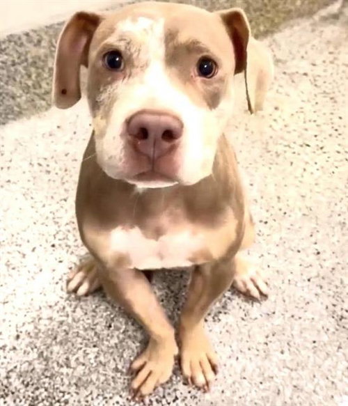 ROXIE, a dog for adoption from Harris County Pets