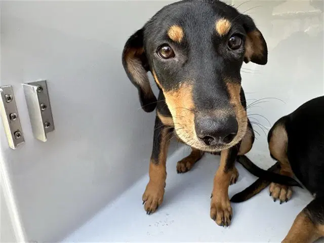 Unknown - Miniature Pinscher