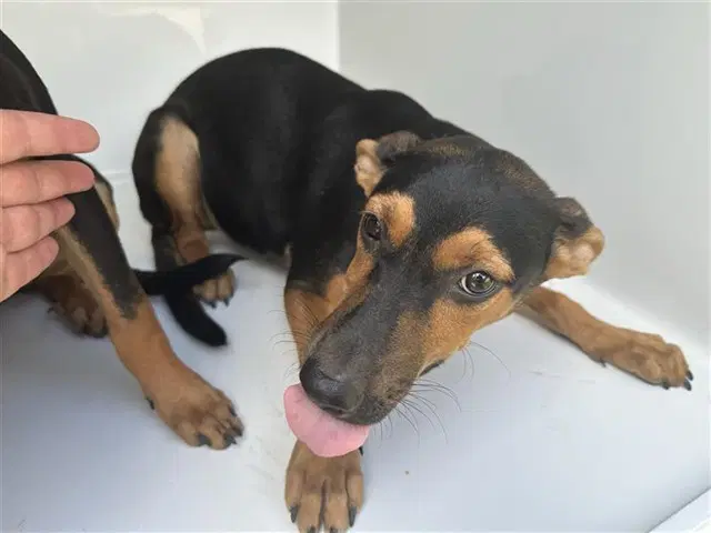 Unknown - Miniature Pinscher