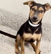 A661596 — Houston, TX Adoption