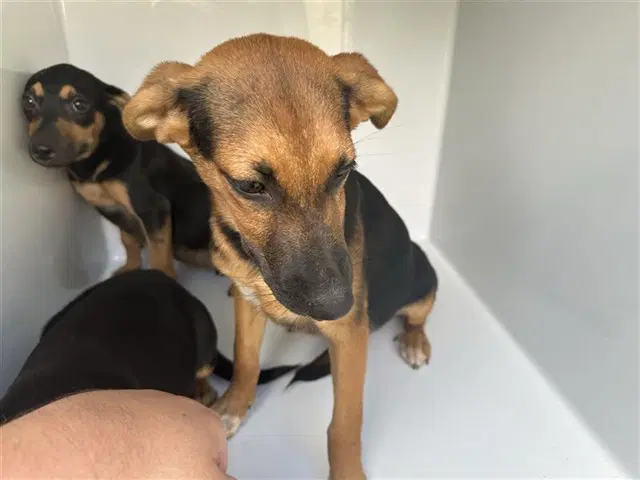 Unknown - Miniature Pinscher