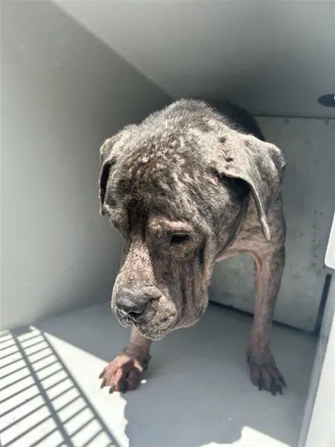 Unknown - Pit Bull Terrier