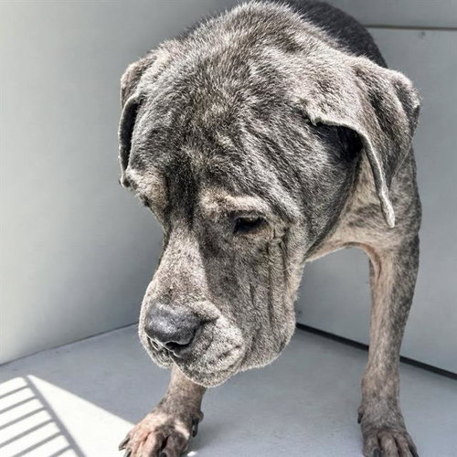 A661602, a dog for adoption from Harris County Pets