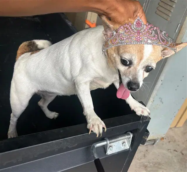 Coco - Chihuahua