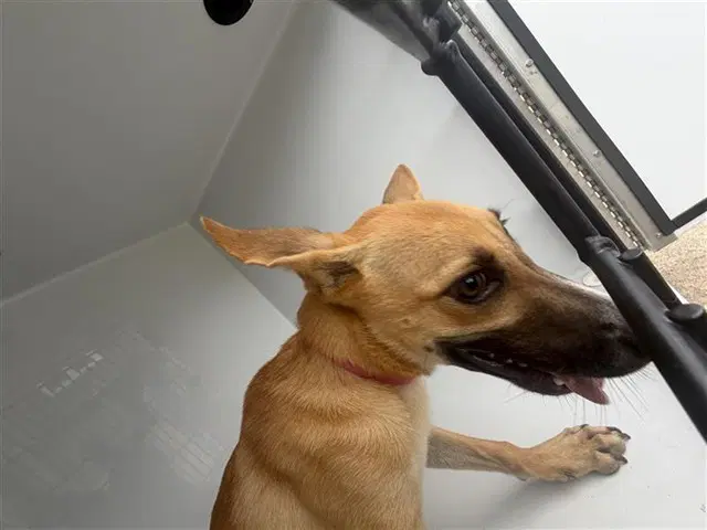 Unknown - Black Mouth Cur