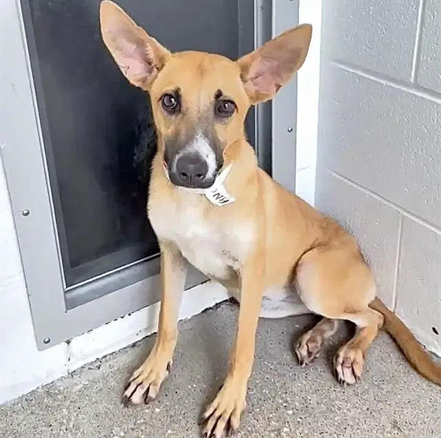 Unknown - Black Mouth Cur