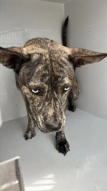 Unknown - Dutch Shepherd